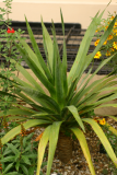 Dracaena draco RCP6-06 271.jpg